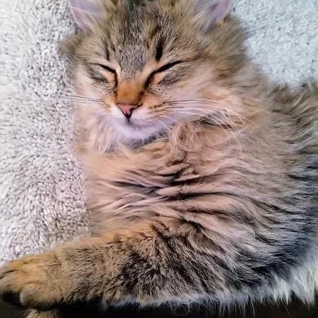 Haufhof , Bei Schladming *