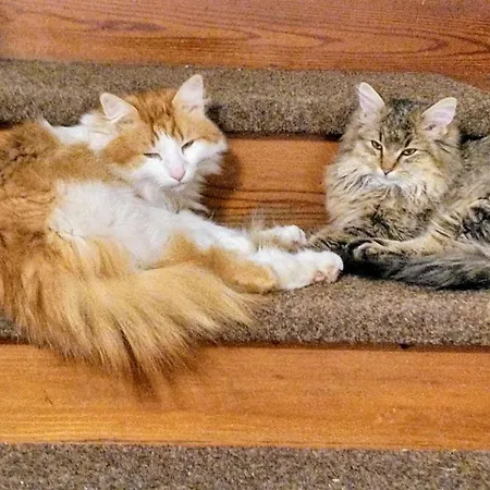 Haufhof , Bei Schladming Haus im Ennstal