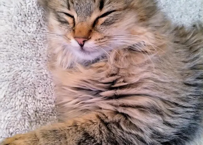 Haufhof , Bei Schladming *