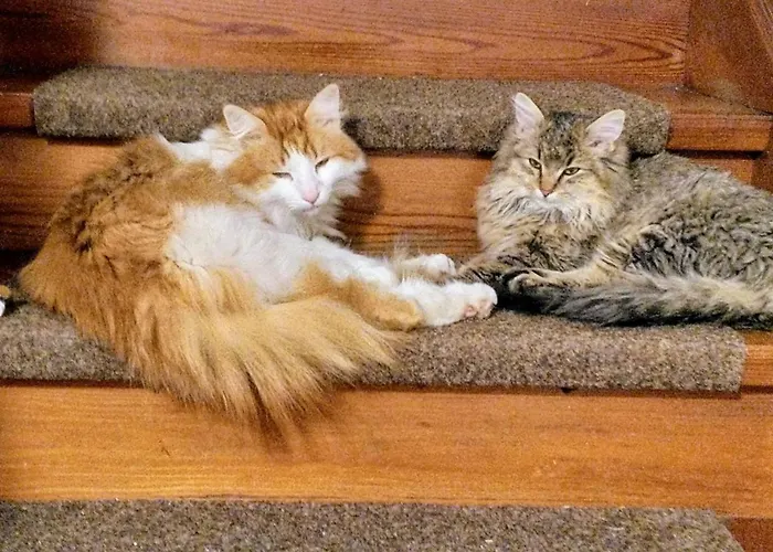 Haufhof , Bei Schladming האוס